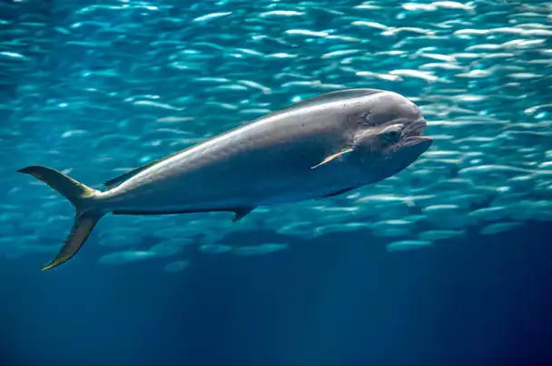 Mahi Mahi